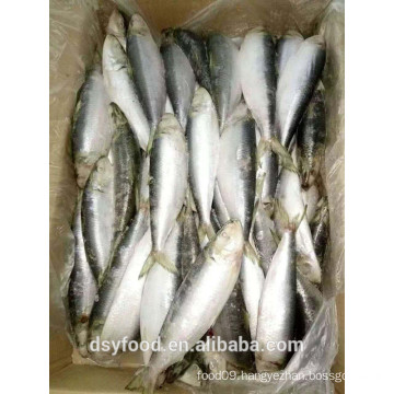 Frozen Sardine for Tuna Bait